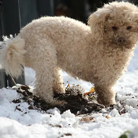 فندق Hardtwald 4*