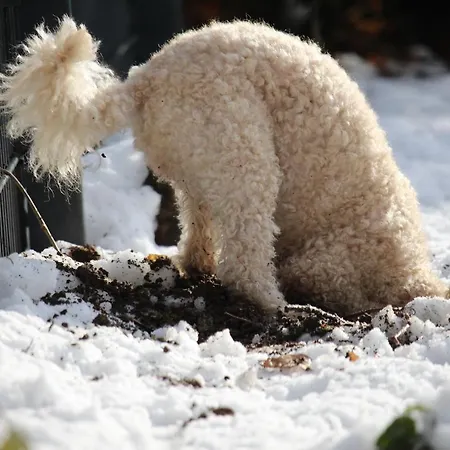 Hardtwald فندق باد هومبرغ فور دير هوه