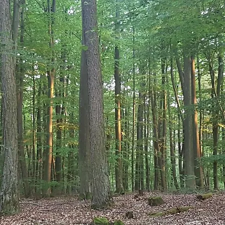 Hardtwald 4* باد هومبرغ فور دير هوه