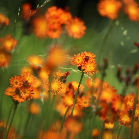 فندق Hardtwald 4*