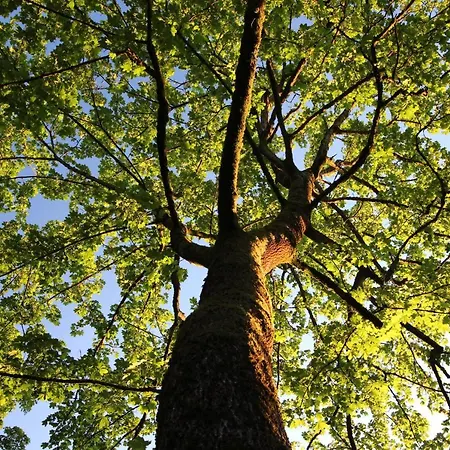 Hardtwald باد هومبرغ فور دير هوه