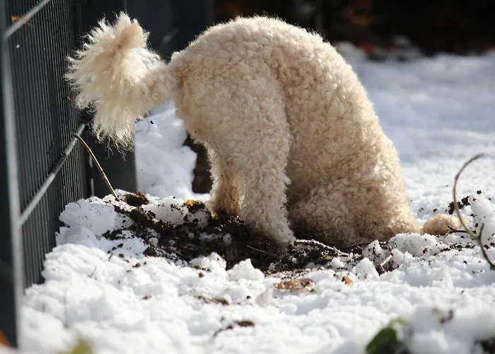Hardtwald Hotel Bad Homburg vor der Höhe
