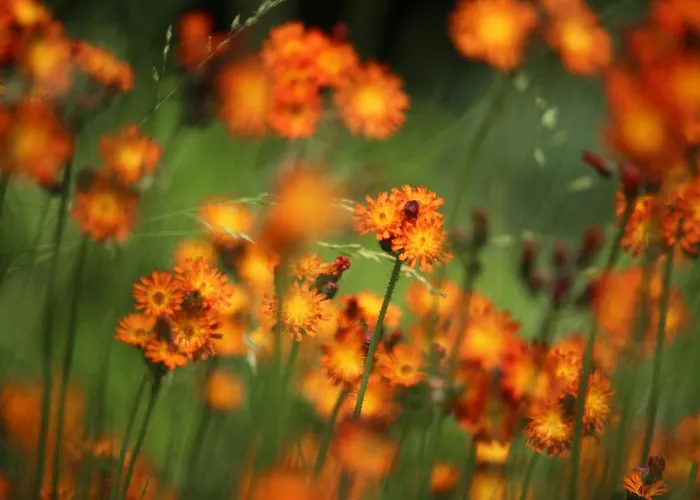 Szálloda Hardtwald 4*