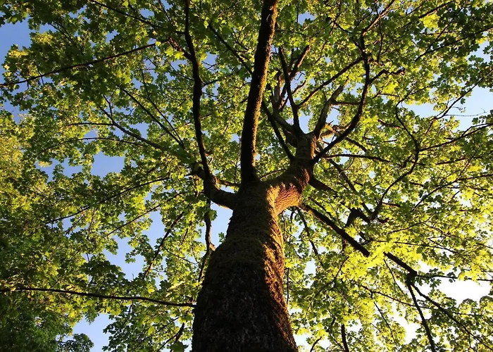 Hardtwald Bad Homburg vor der Höhe